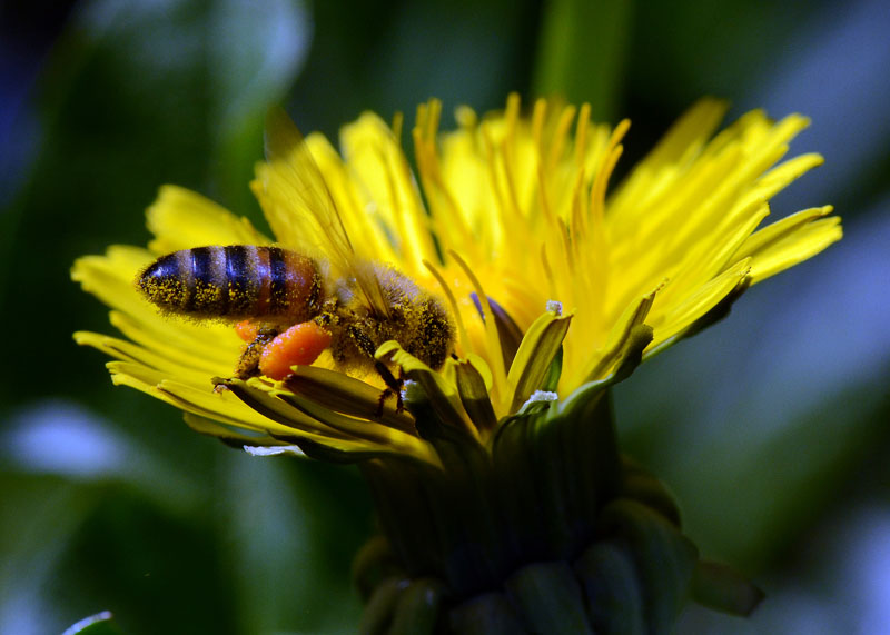 Apis mellifera - operaia in azione